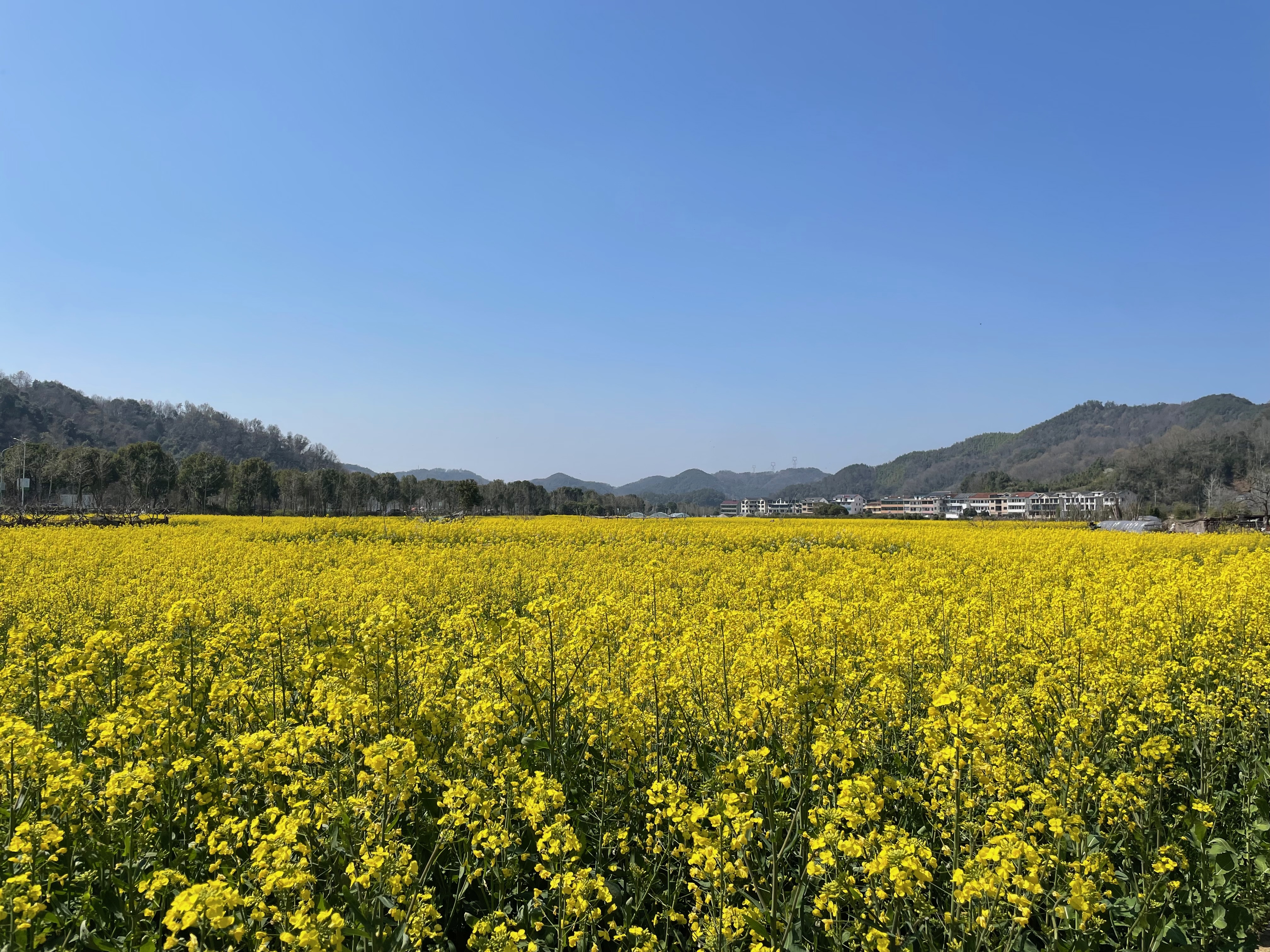 又是一年油菜花季 又是一年油菜花季